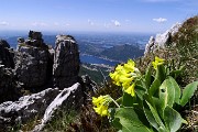 53 Orecchia d'orso su rocce torrioni cresta nord Resegone